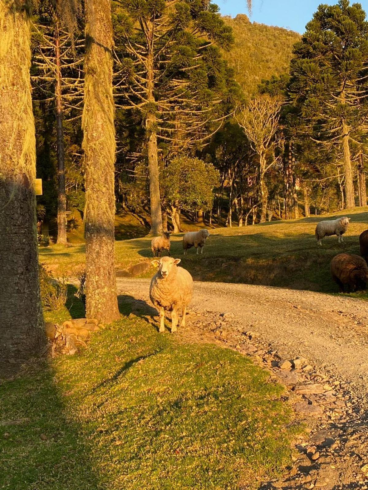 Pousada Colina Dos Ventos - Cabana Alpha Urubici Dış mekan fotoğraf